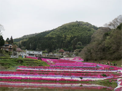 芝桜