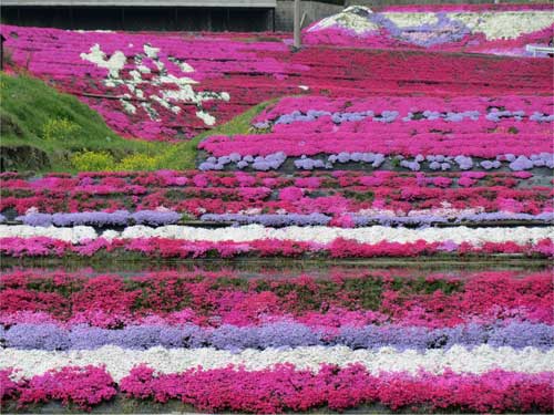 芝桜