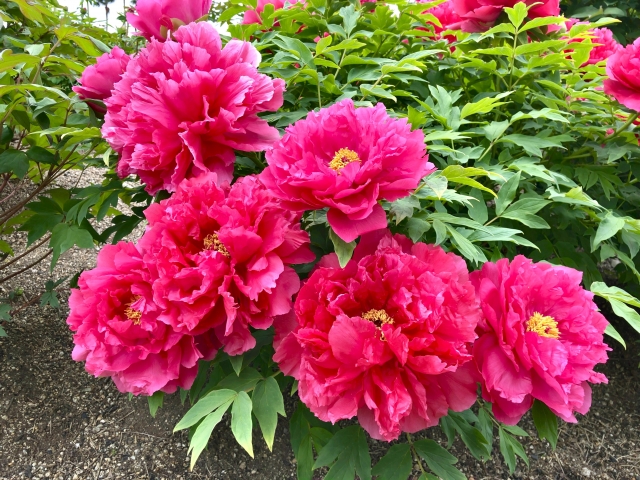 湯野サン・サンロードコース