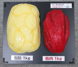 脂肪と筋肉の大きさ　比較イメージモデル（1kg）