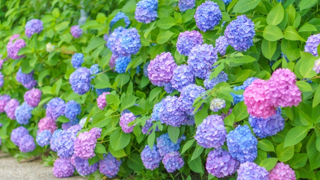 江汐公園／外周らくらくコース