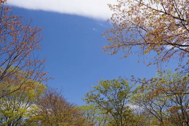 鹿野緑と清流の町めぐりコース