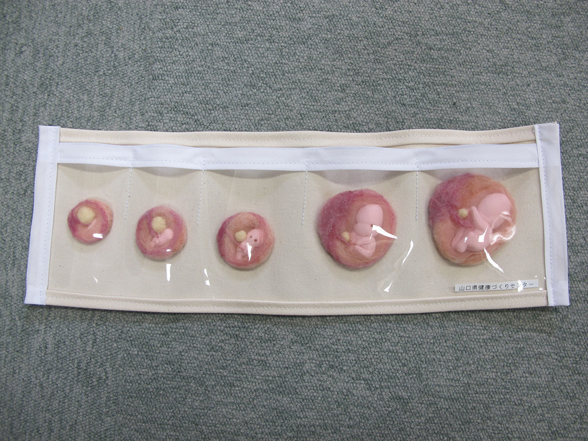 胎芽～胎児モデル