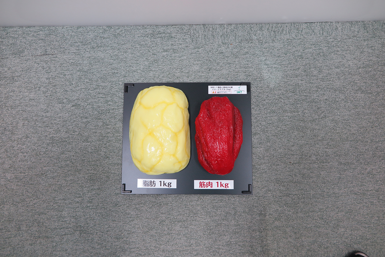 脂肪と筋肉の大きさ　比較イメージモデル（1kg）